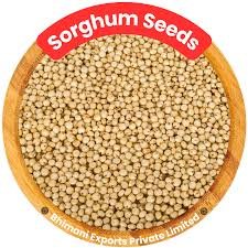 Sorghum Seeds